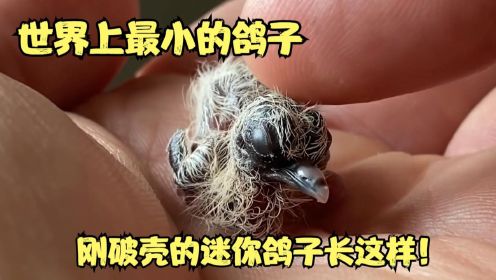 刚破壳的鸽子长这样 世界上最小的鸽子 男子成功孵化最小鸽子