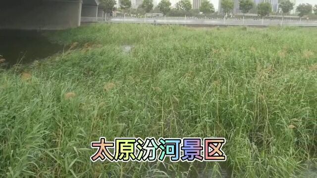 探访汾河景区,芦苇翠绿繁茂,水面波光粼粼,环境优美