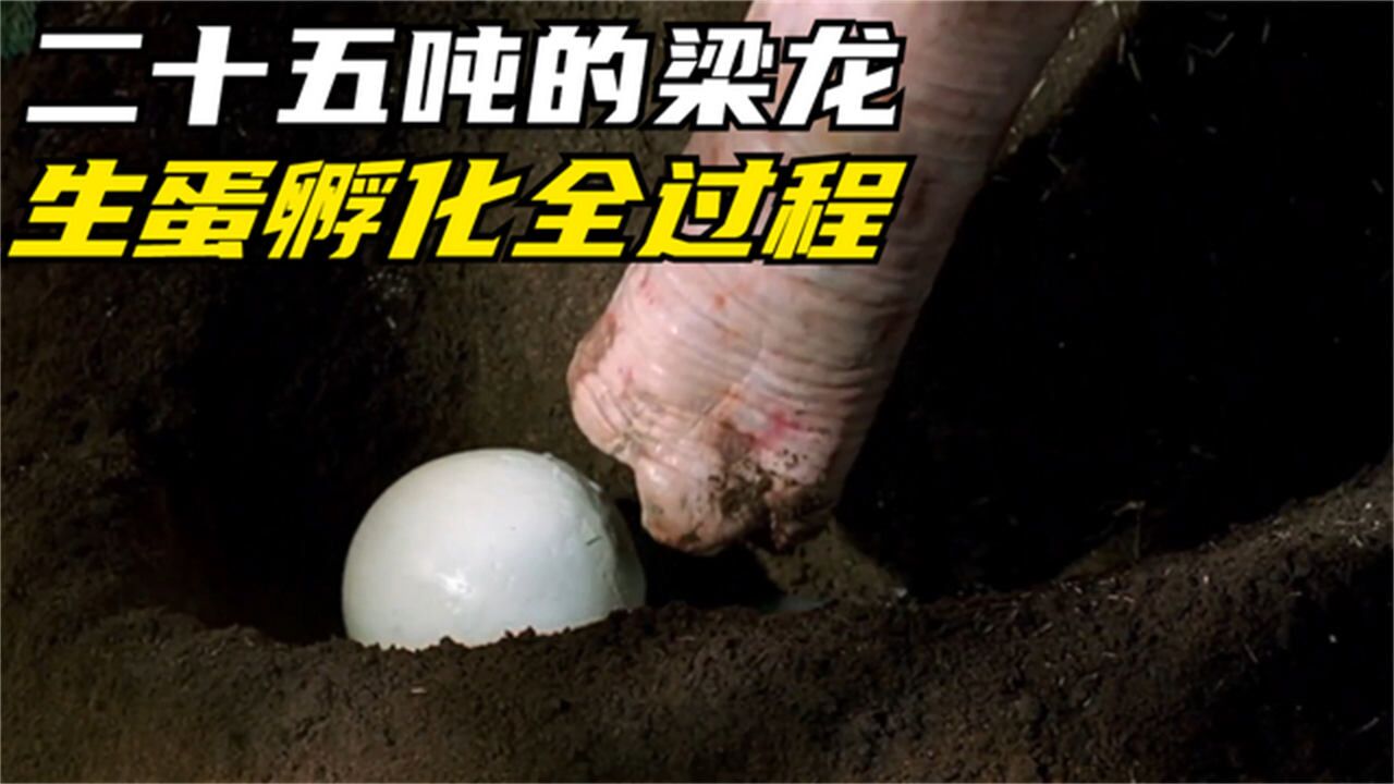 破壳而出的小梁龙只有两公斤,每天三公斤长到二十吨,开始谈恋爱