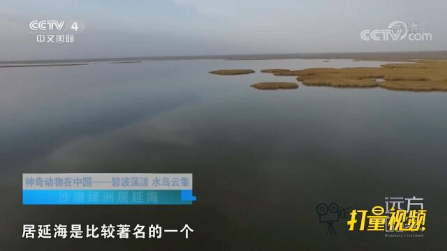 居延海是额济纳旗远近闻名的候鸟栖息地