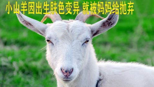 因出生肤色变异的小山羊，就这样被羊妈妈给抛弃