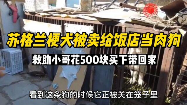 苏格兰梗犬被卖到饭店当下酒菜,小伙花500救下带回家