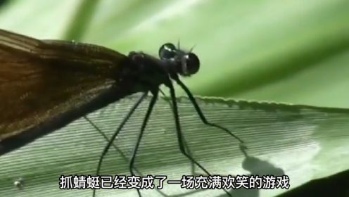 蜻蜓飞行界的王者，科学家研究多年，仍未完全搞清楚蜻蜓的秘密