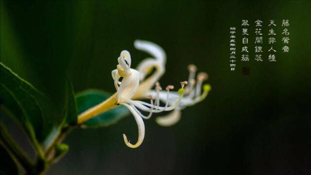 【天天赏花】共赏金尊沈绿蚁,莫辞醉,此花不与群花比——金银花