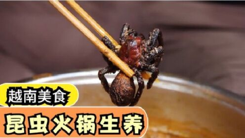 昆虫火锅你吃过吗？带你品尝越南的昆虫盛宴，食材简直太丰盛