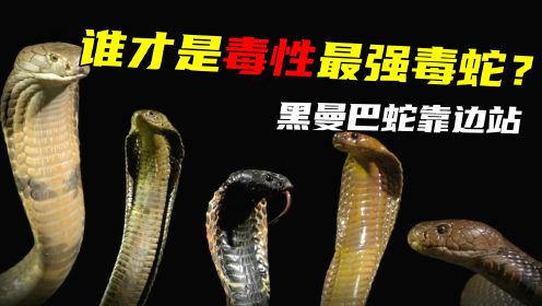 谁才是毒性最强的毒蛇，黑曼巴蛇都得靠边站，世界十大毒蛇排行