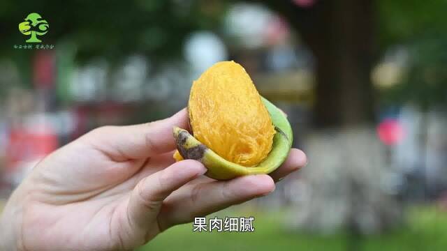 认识夏茅香芒,芒果知识小科普,马路边种植的绿化芒果能吃吗?