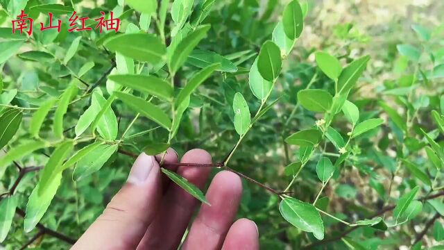 酸枣叶茶你喝过吗?带大家认识长在大山里的野酸枣树