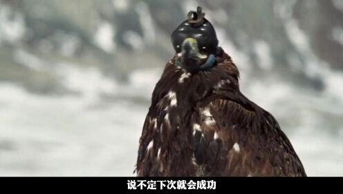 13岁女孩打破千年传统，猎鹰比赛成功夺冠，成蒙古国首位女猎鹰人。。
