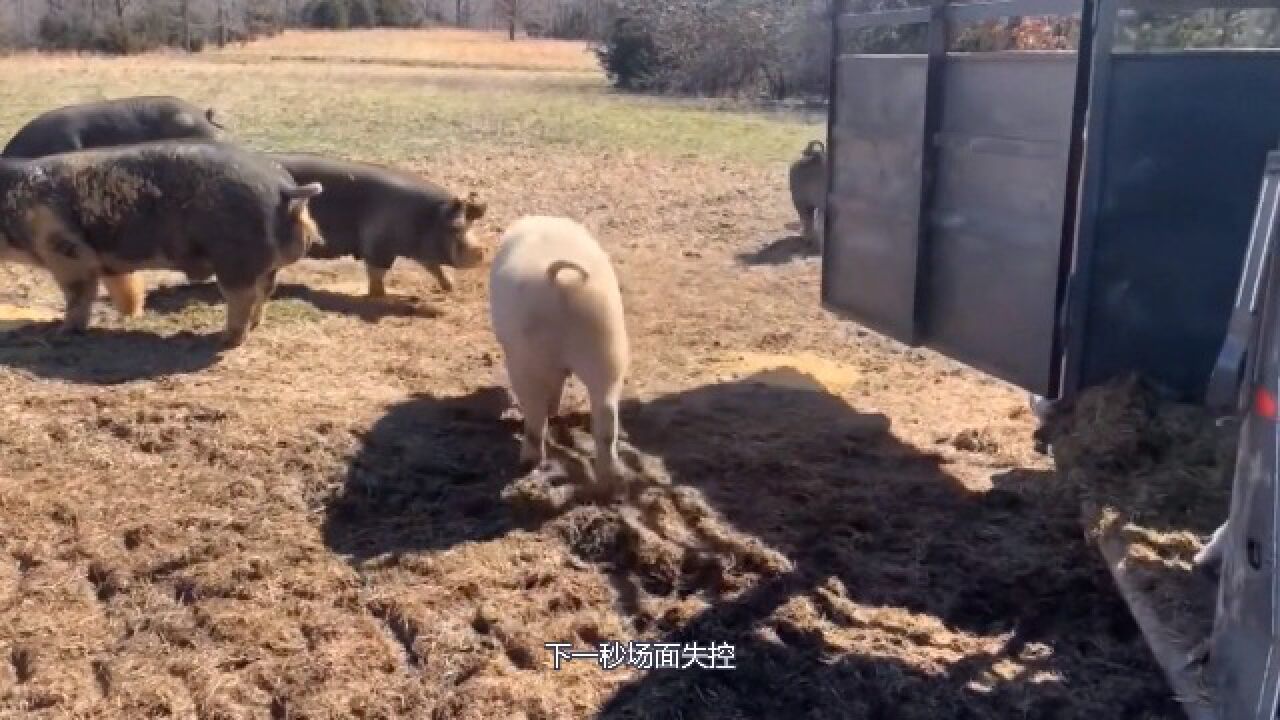 主人把家猪和野猪关在一起,下一秒场面失控,镜头记录这一幕_高清1080P在线观看平台_腾讯视频