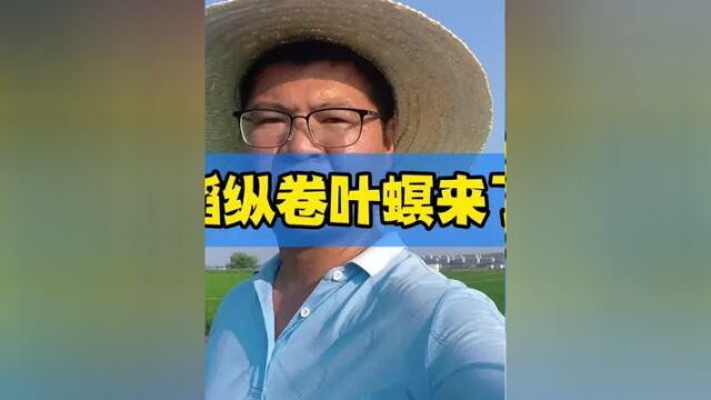 稻纵卷叶螟来了,注意防治#农作物农技110 #三农