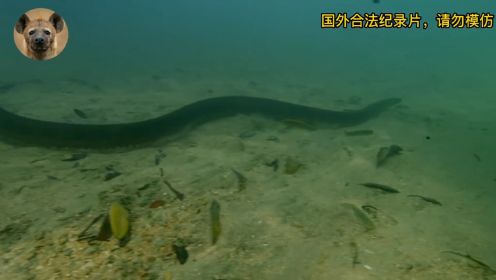 寻找世上最大的蛇森蚺，它竟然生活在水中