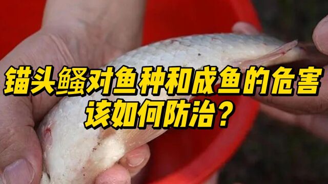 锚头鳋对鱼种和成鱼危害极大,该如何防治?