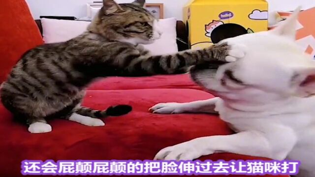 猫和狗见面就打架的原因