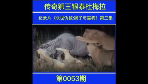 传奇狮王银泰杜梅拉纪录片《永世仇敌:狮子与鬣狗》第三集