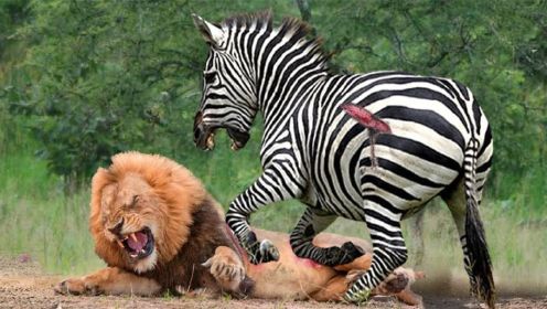 可怜！饥饿的狮子狩猎失败，被斑马袭击惨遭斑马-斑马大战狮子！