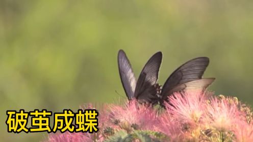 蝴蝶脱变的过程：破茧→化茧→成蛹 →破茧→成蝶