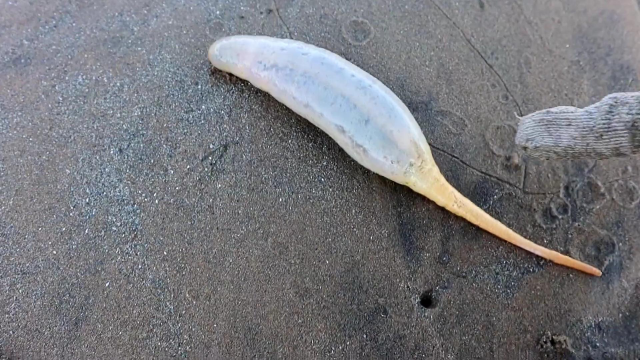 纹铭赶海:这是经常会被误食的海洋生物,和海肠相似,一定要会区分.