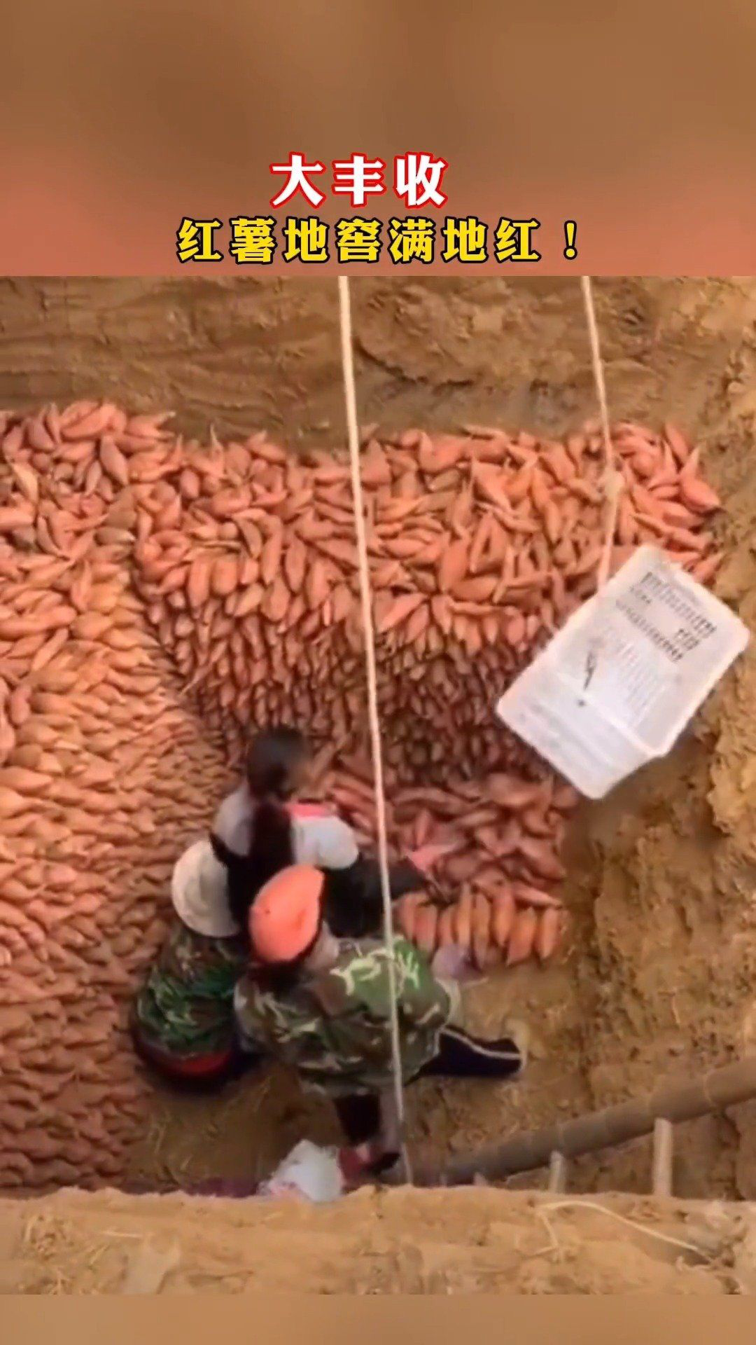 大丰收!红薯地窖满地红 红薯 地窖 满地红