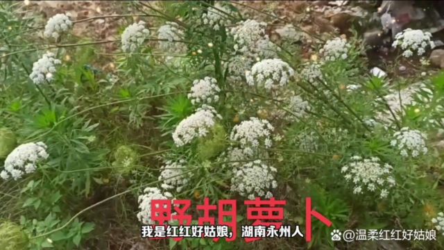 路边上随处可见的野胡萝卜用处多,快来了解一下