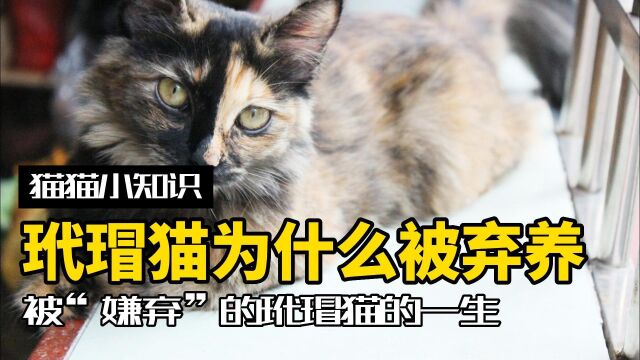 玳瑁猫为什么经常被弃养?真的没有好看的玳瑁?