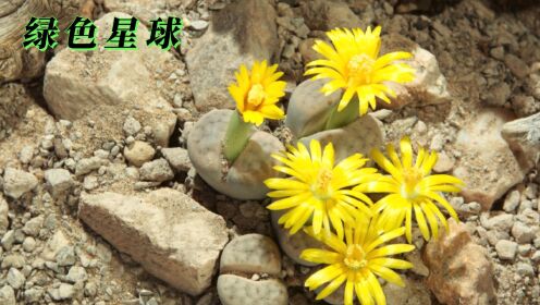 石头也能开出绚丽的花朵