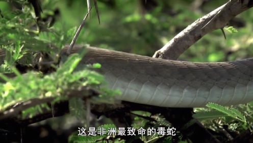自然世界：世界最毒的黑曼巴蛇，“死亡之吻”虐杀一切