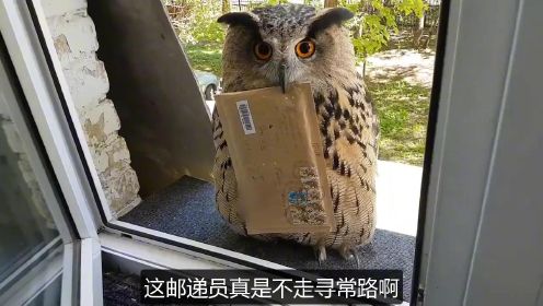 猫头鹰做起了邮递员，负责又可爱，不按取件码，就是不给你信件