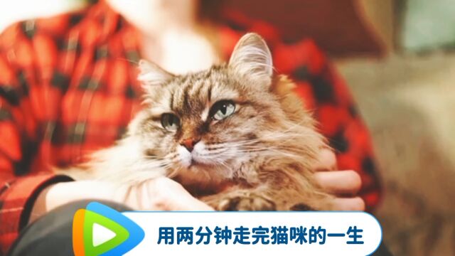 科普知识,两分钟到你走完猫咪的一生