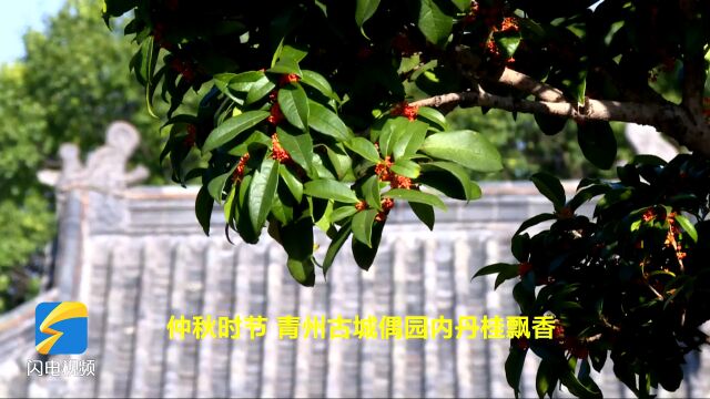 青州:500余年树龄丹桂花开飘香满园