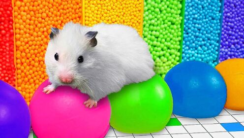 挑战五颜六色的气球迷宫，，小仓鼠该如何应对？