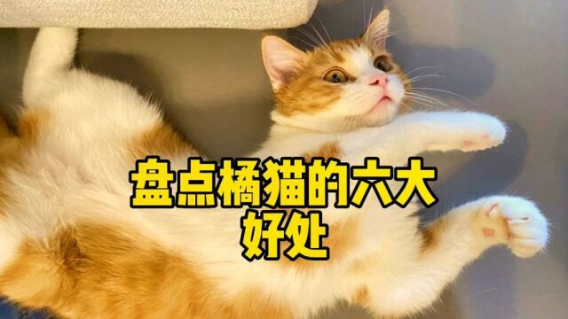 养过方知人间值得,橘猫有哪些好呢?#萌宠 #喵星人 #橘猫 #宠物