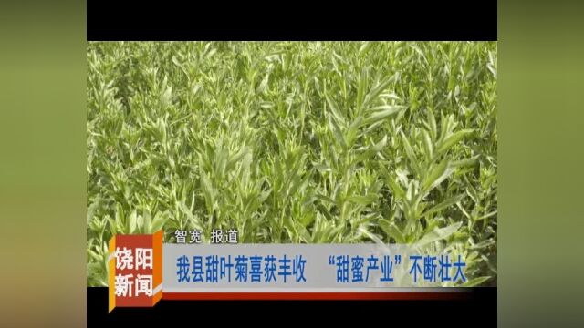 9.14【喜迎二十大】我县甜叶菊喜获丰收 “甜蜜产业”不断壮大