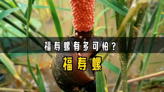 福寿螺有多可怕?它和田螺如何区分?切记,福寿螺不可食用