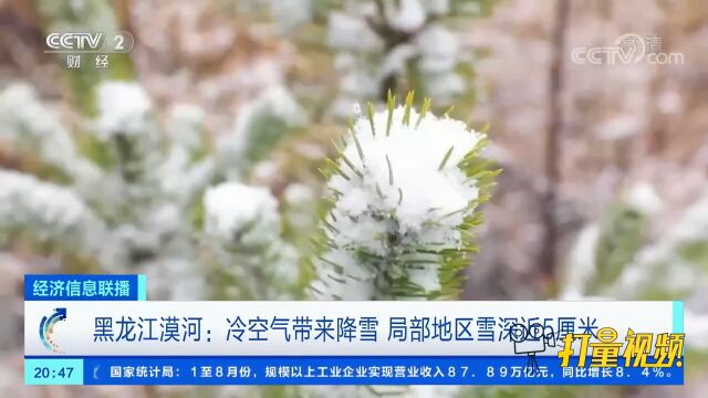 黑龙江漠河:冷空气带来降雪,局部地区雪深近5厘米