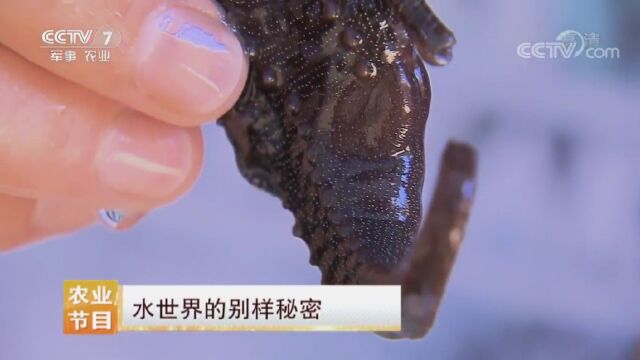 别样的水生物世界《每日农经》央视七套解读