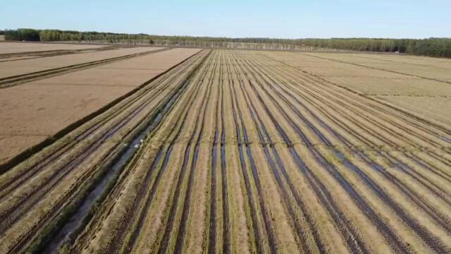 建三江分公司红卫农场有限公司全面割晒争主动分段收获保丰收