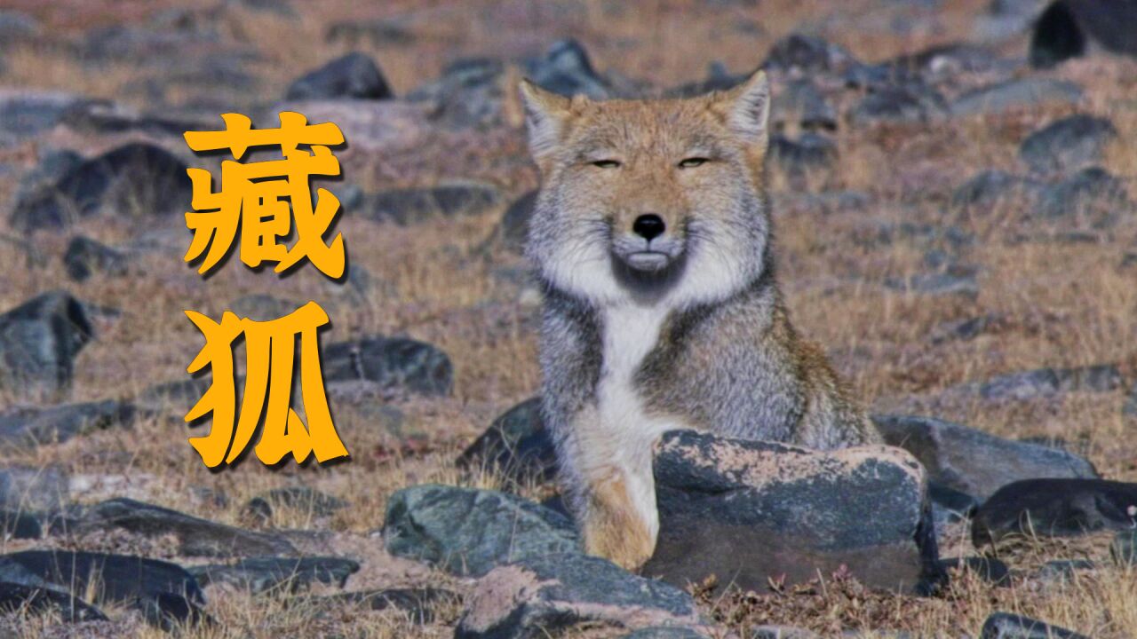 那些行走的表情包:藏狐很方,兔狲自带起床气_高清1080P在线观看平台_腾讯视频