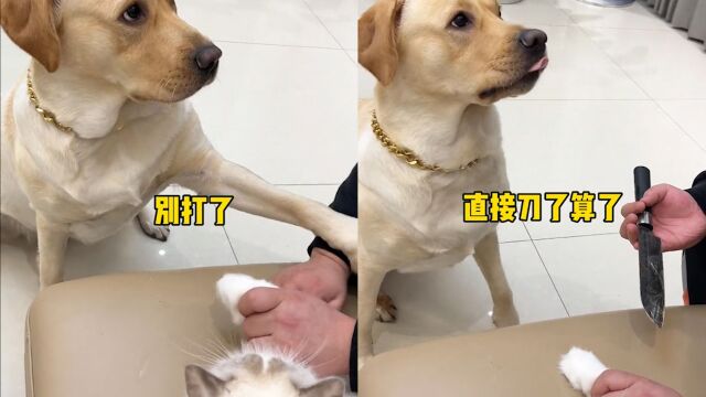 猫咪抓沙发挨打狗子给主人递刀 网友:最毒狗子心