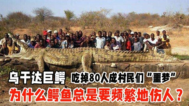 乌干达巨鳄吃掉80人,成村民们噩梦,为何鳄鱼总吃人?