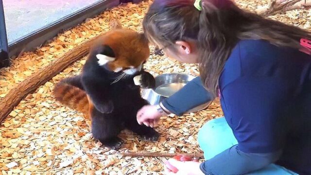 饲养员趁机偷摸小熊猫,小熊猫表情笑翻了:别动手动脚行不行