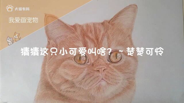 我爱画宠物37:猜猜这只小可爱叫啥?~楚楚可怜