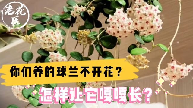 你们养的球兰不开花?怎样让它嘎嘎长?球兰养护教学!