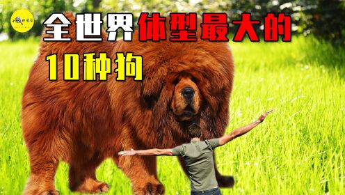 盘点世界体型最大的十种狗，站起来比马都高，藏獒也只能当弟弟？_高清1080P在线观看平台_腾讯视频