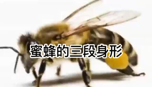 蜜蜂的三段身形