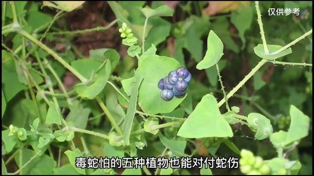 这5种植物,不仅毒蛇怕它还能对付蛇伤,你见过吗? #中草药 #植物 #有认识的吗 #科普一下 #野生植物