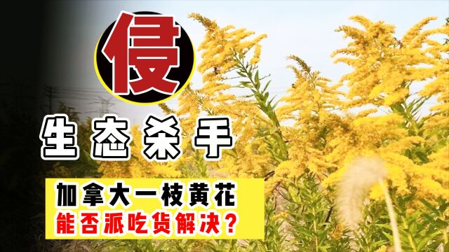 加拿大一枝黄花入侵多地,它究竟有啥特殊?竟能灭掉30个物种