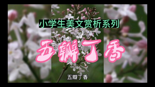 小学生美文赏析系列:五瓣丁香