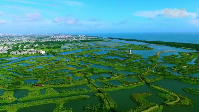 大美湿地城市丨海口