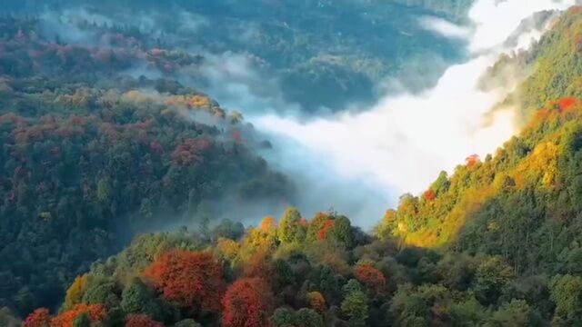 红、绿、黄、蓝……昭通铜锣坝初冬美景层林尽染、美若仙境